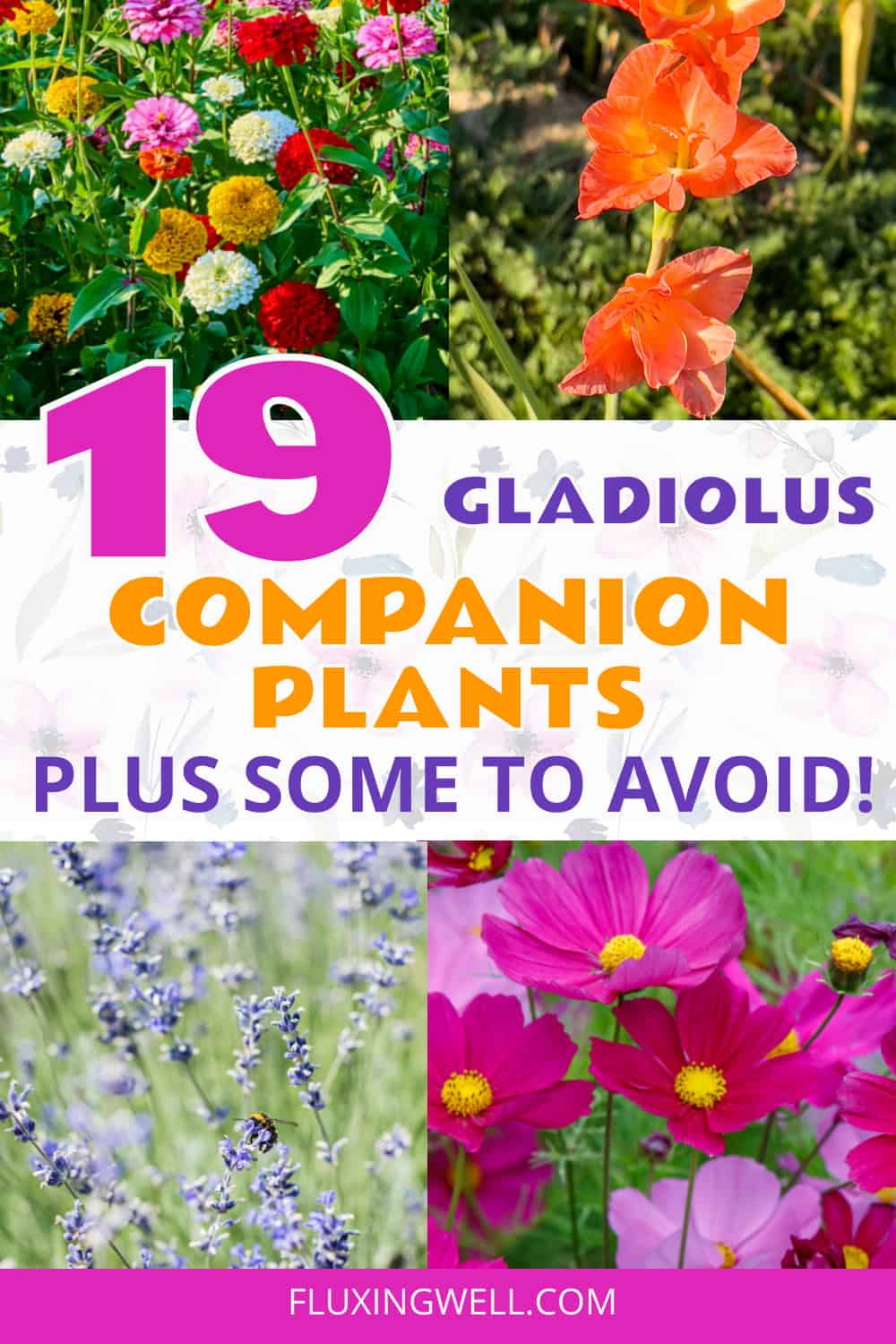 gladiolus companion plants collage