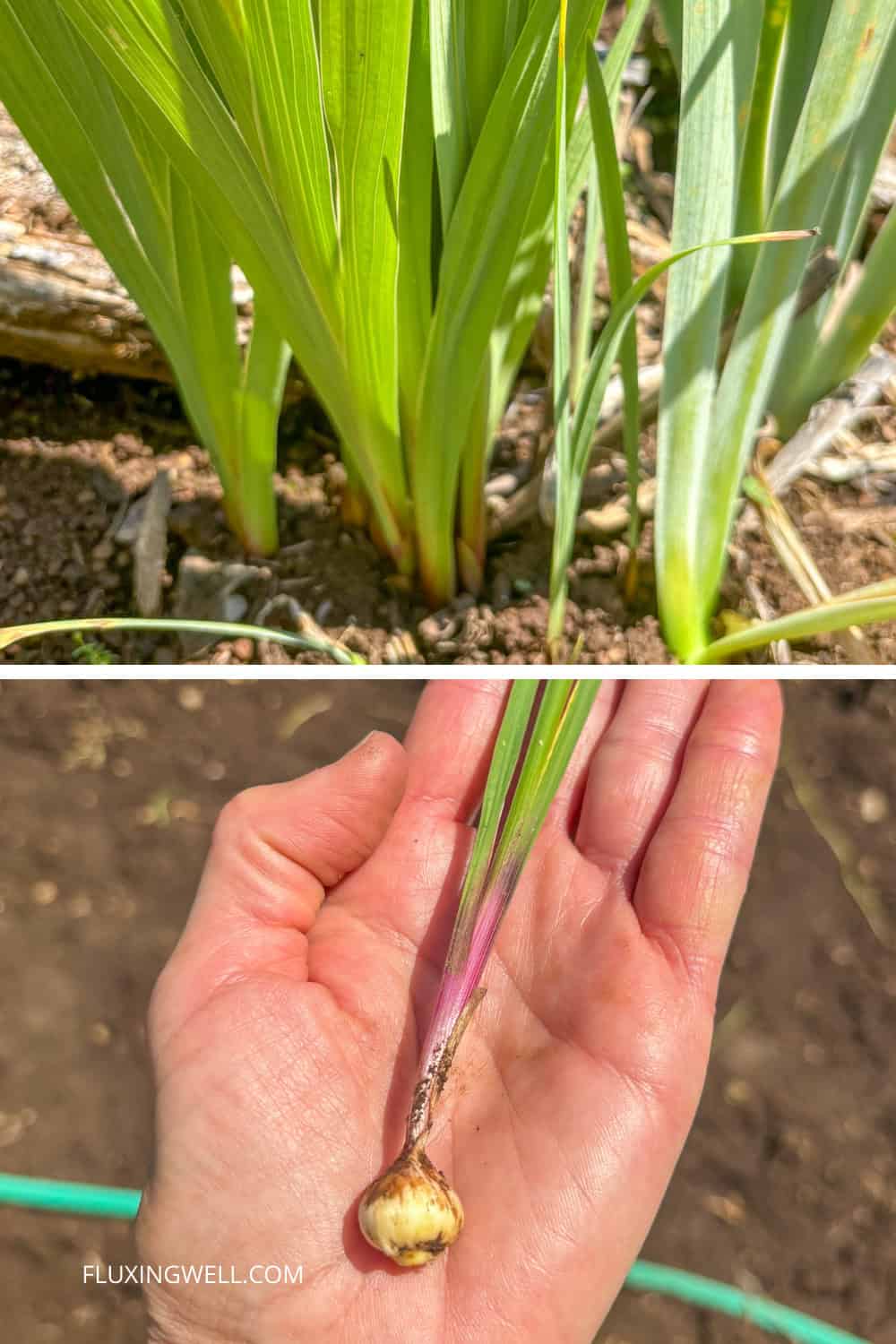 propagating gladiolus corms
