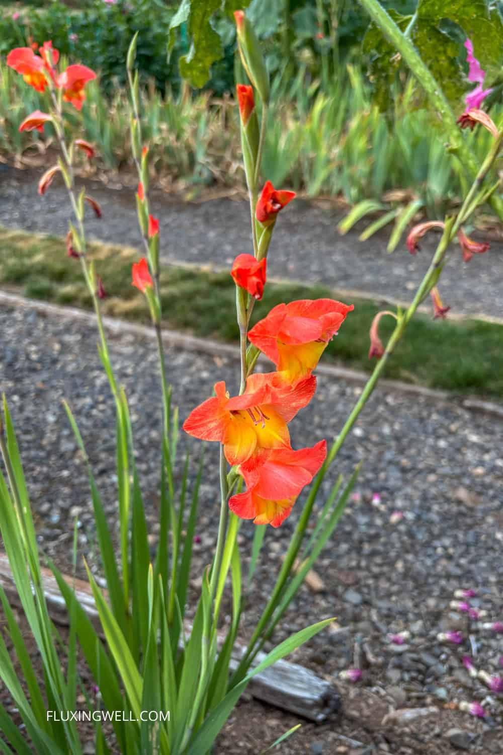 gladiolus companion plants in my yard