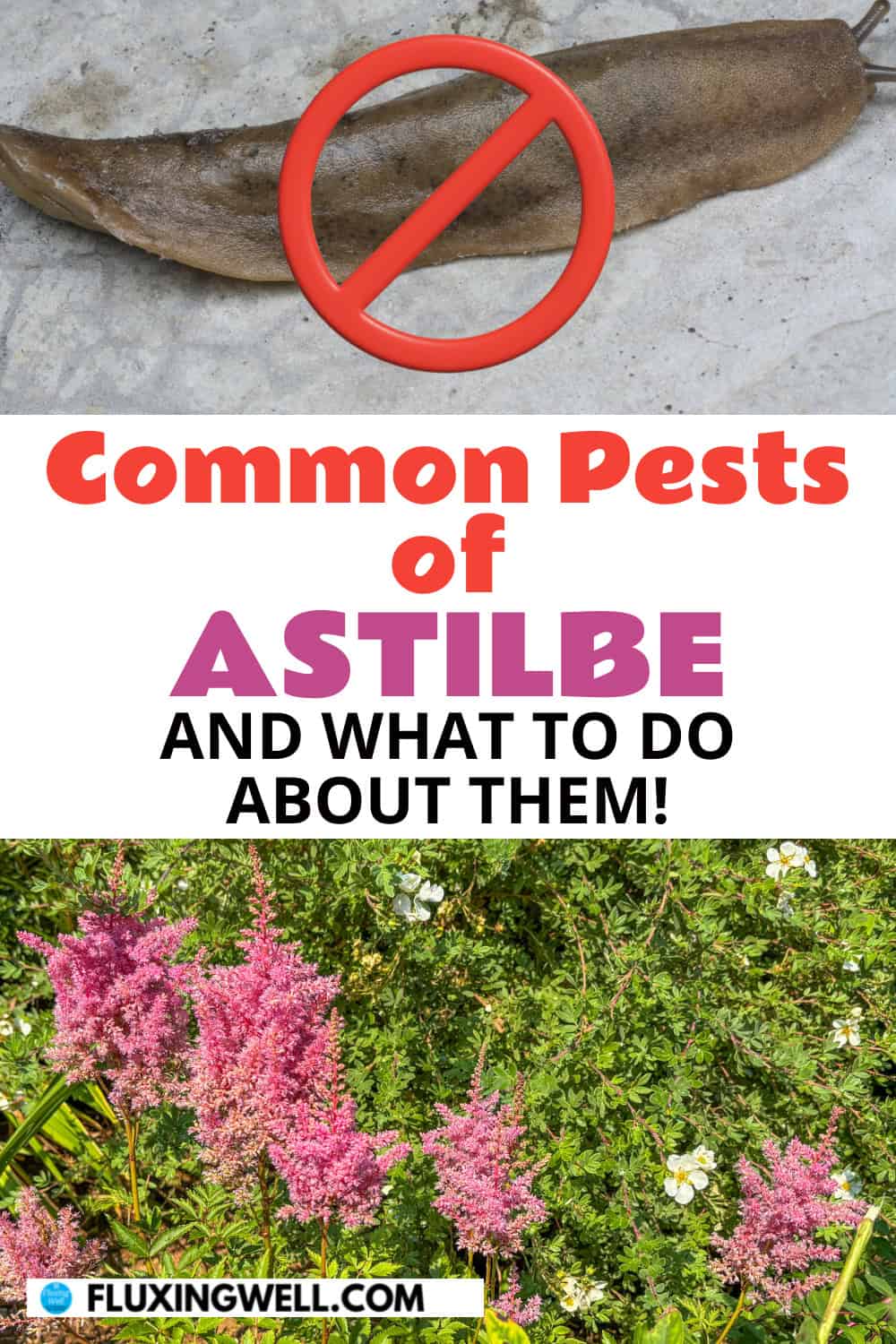 planting astilbe in the fall