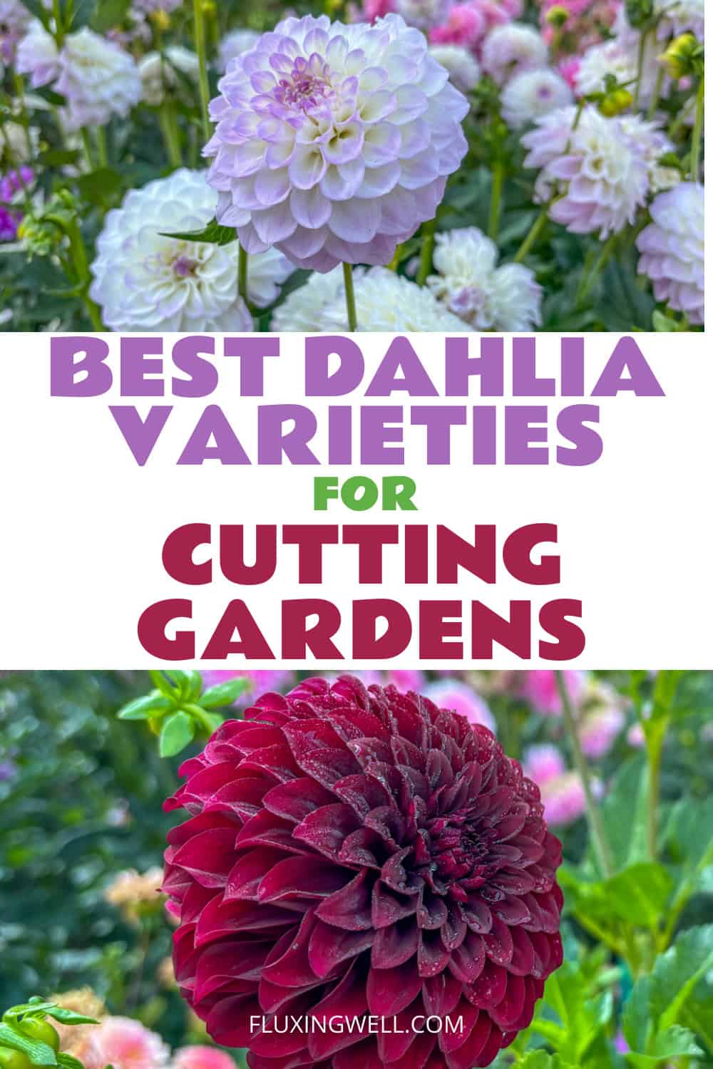 dahlia bouquet ideas best varieties for cutting