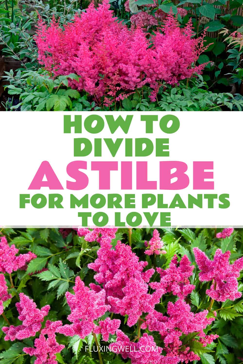 planting astilbe in the fall