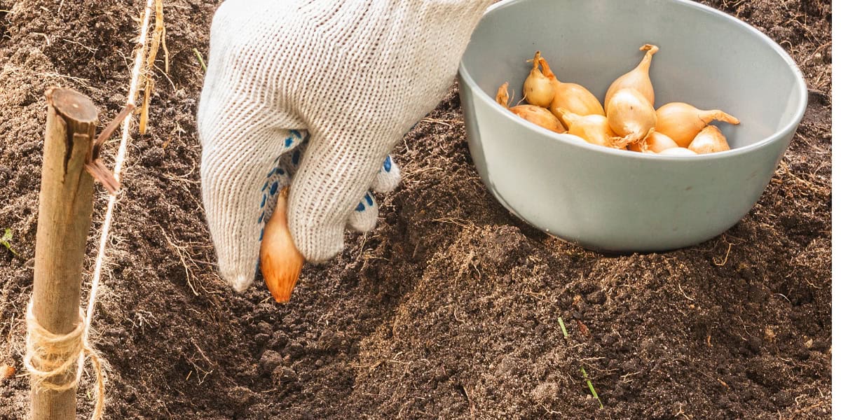 fall garden crops