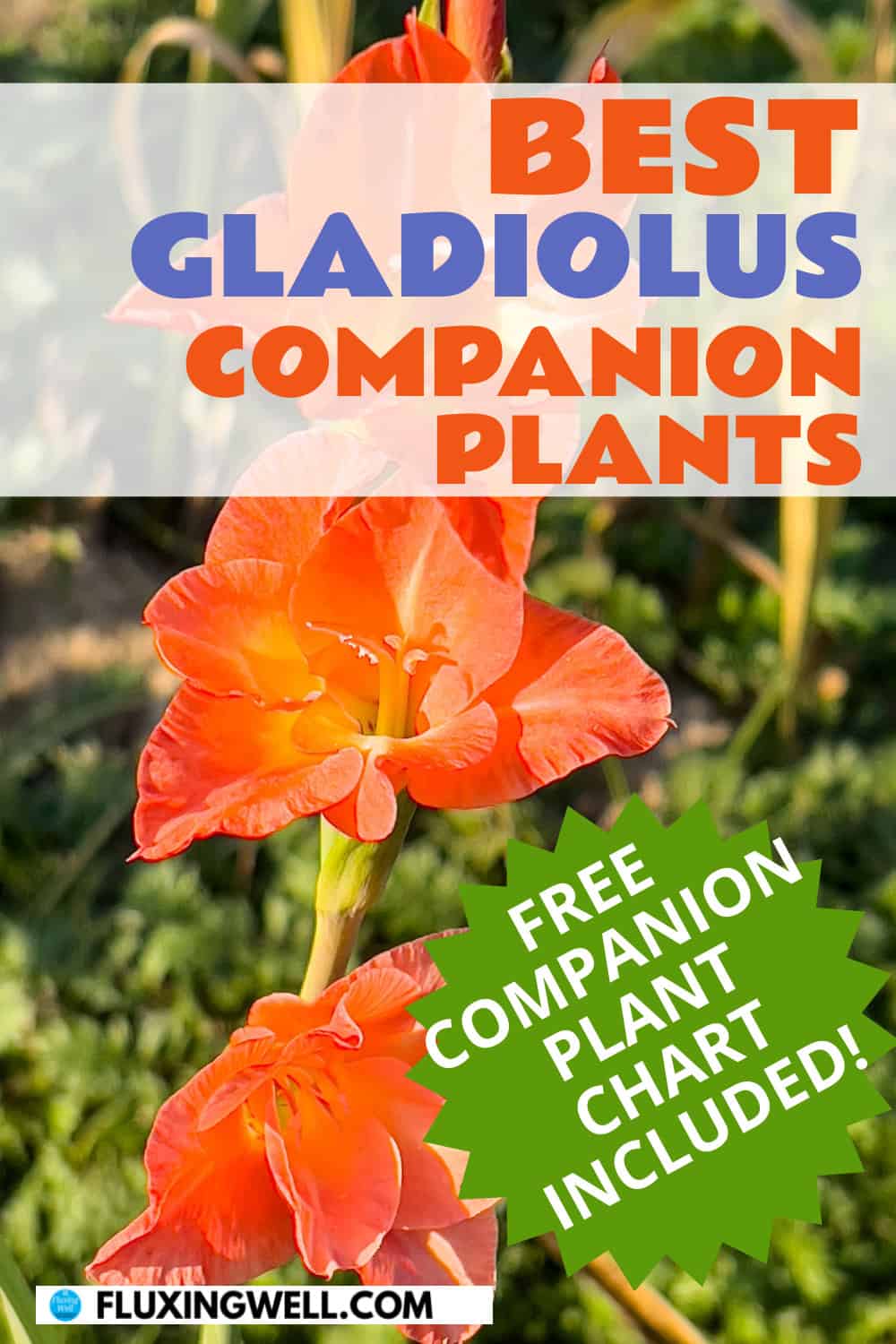 gladiolus companion plants with chart