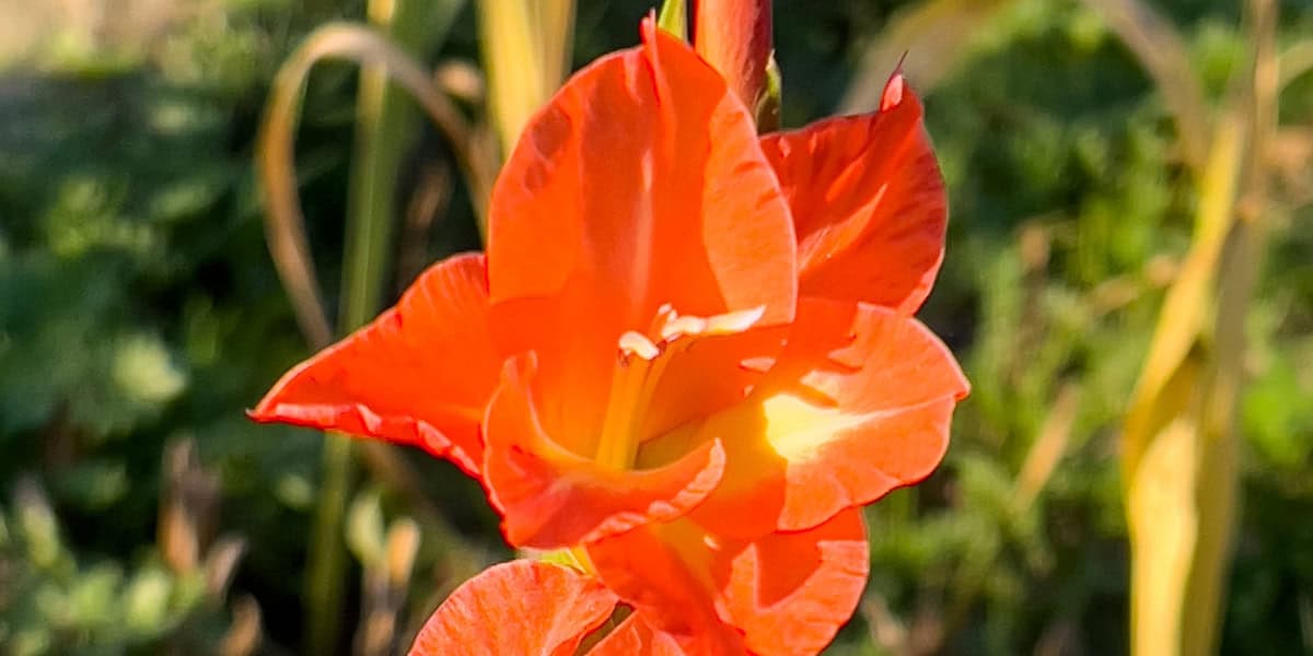 gladiolus companion plants closeup