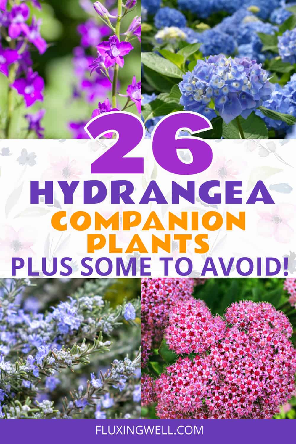 hydrangea companion plants