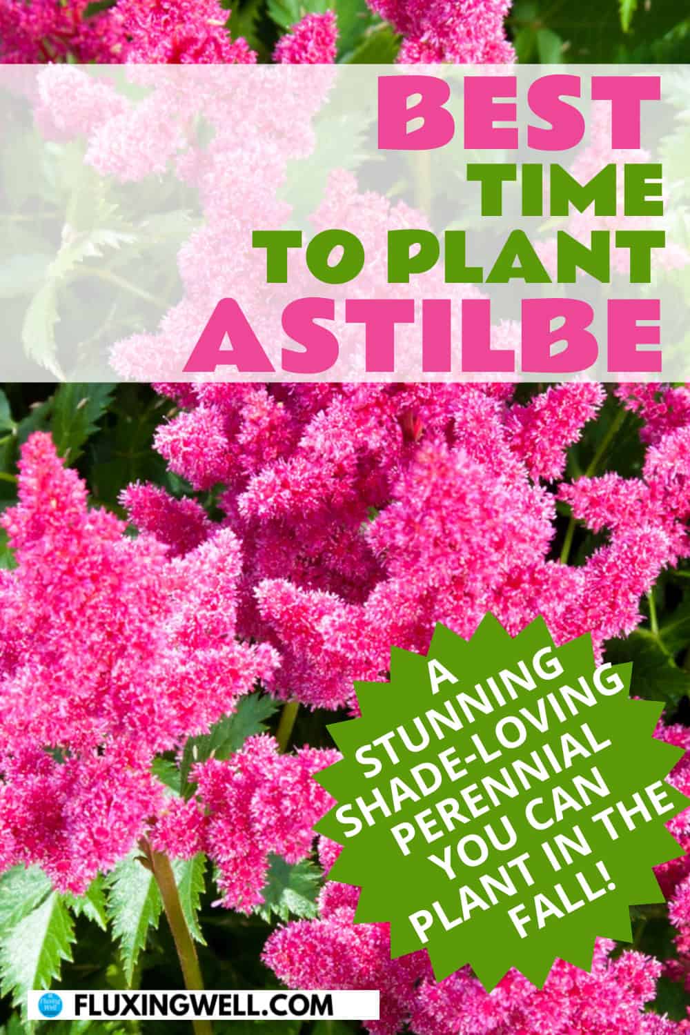 planting astilbe in the fall
