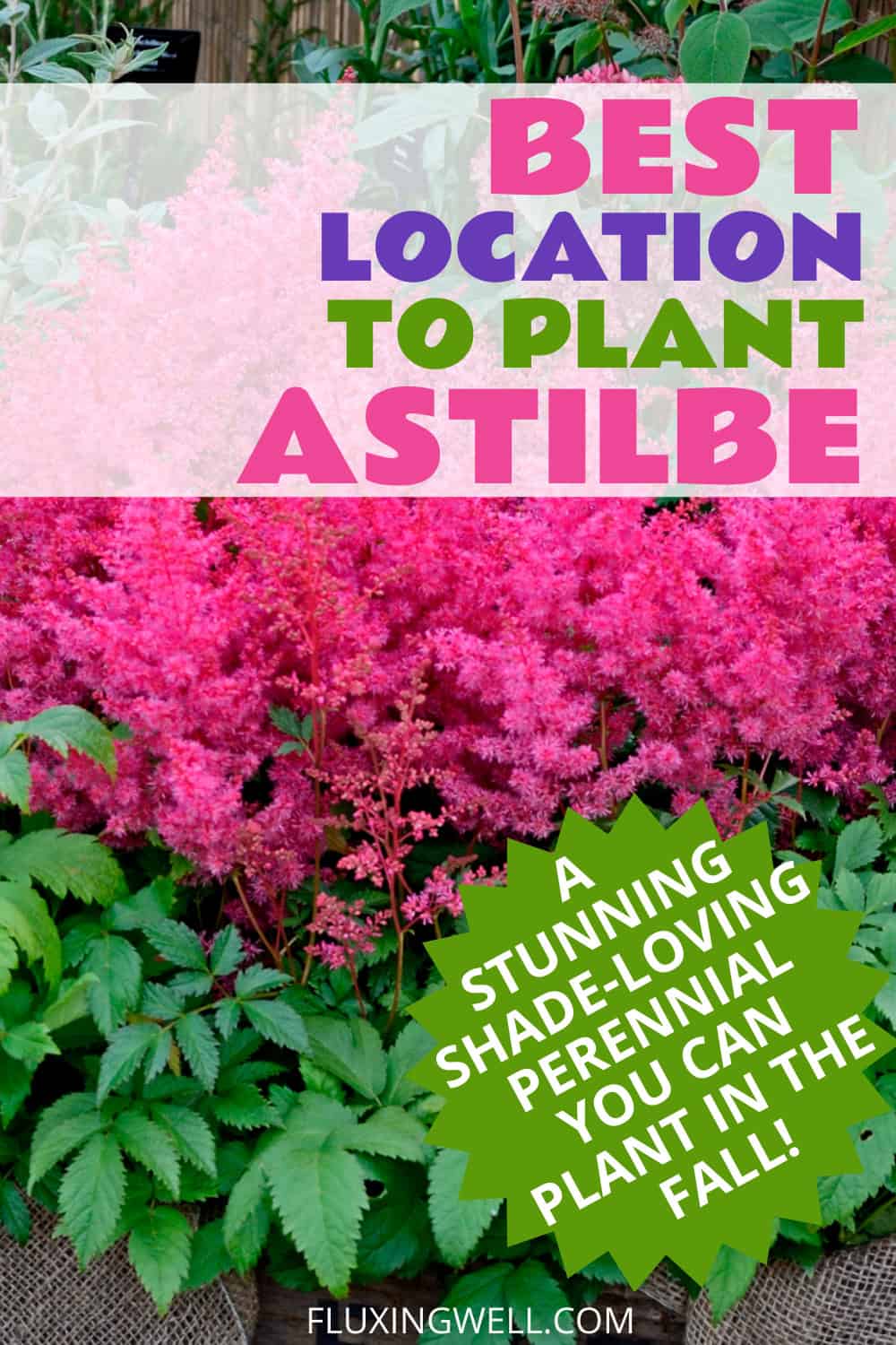 planting astilbe in the fall