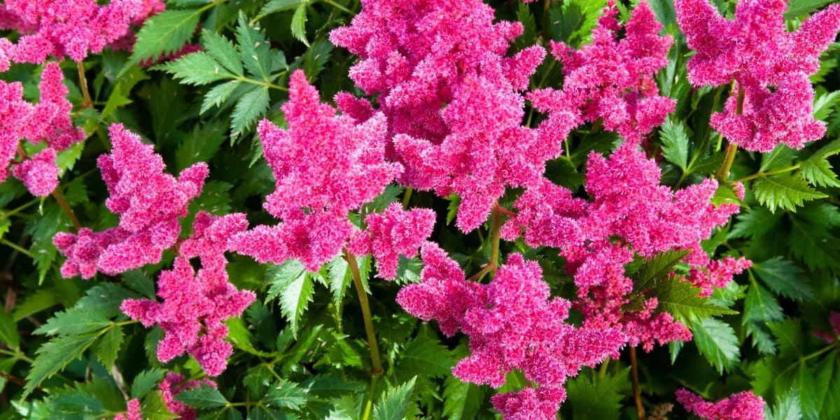 planting astilbe in the fall