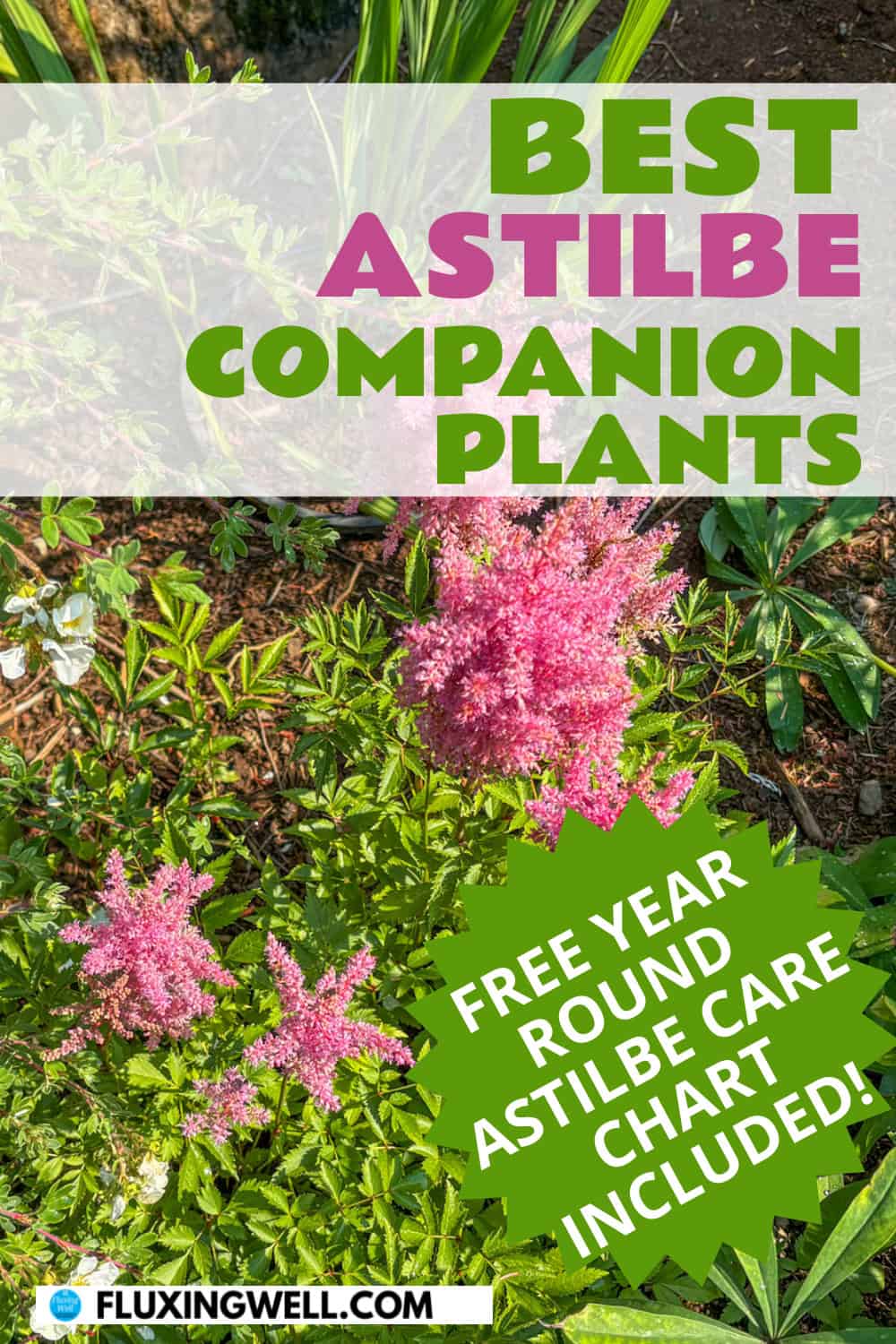 planting astilbe in the fall