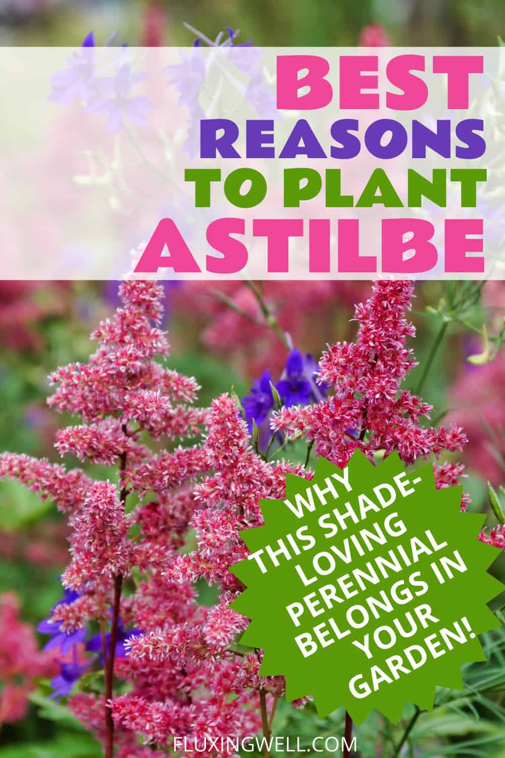 planting astilbe in the fall
