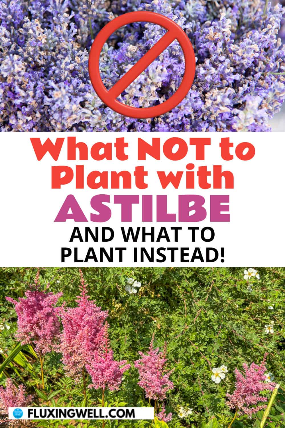 planting astilbe in the fall