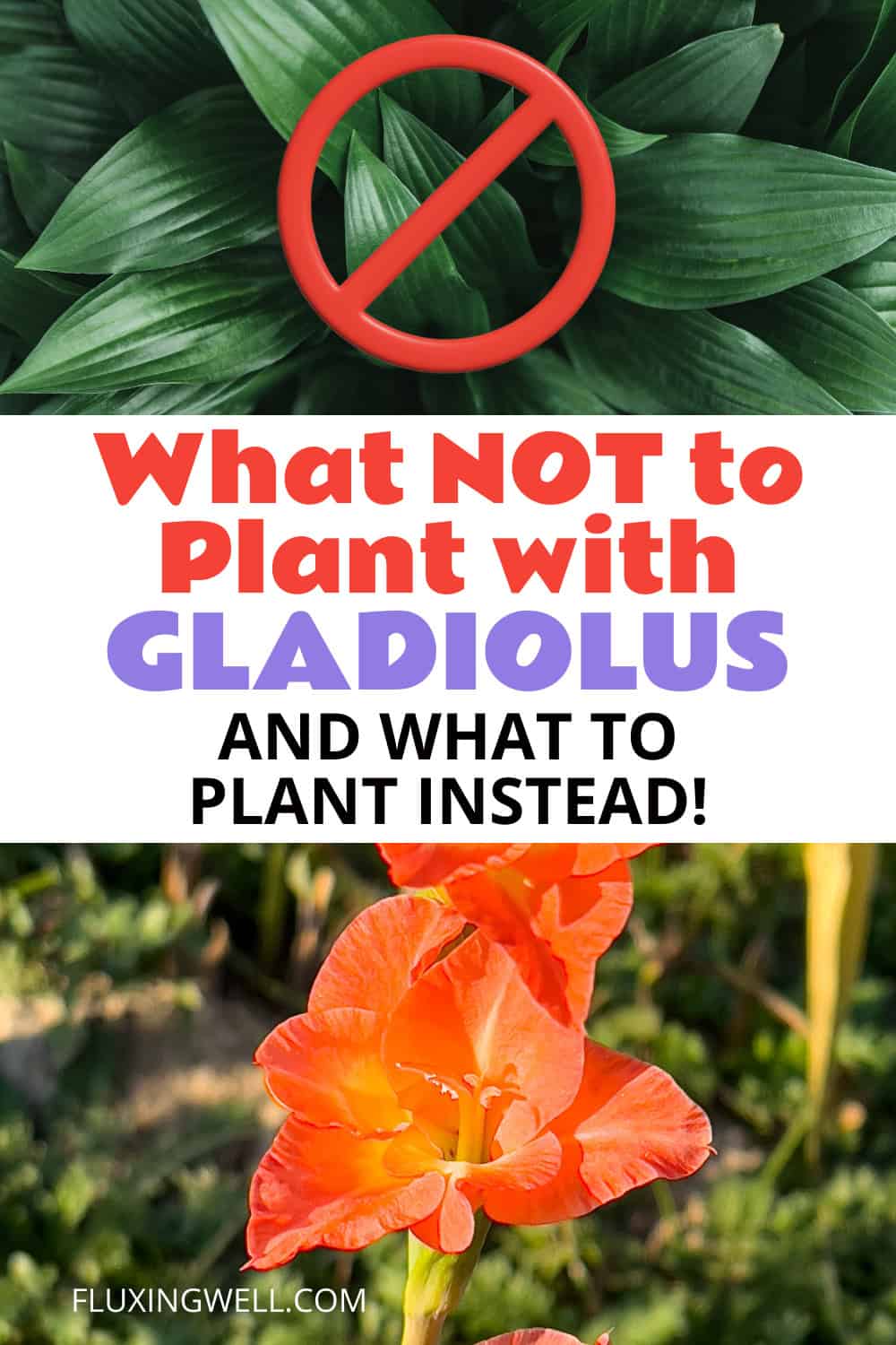 what not to plant with gladiolus