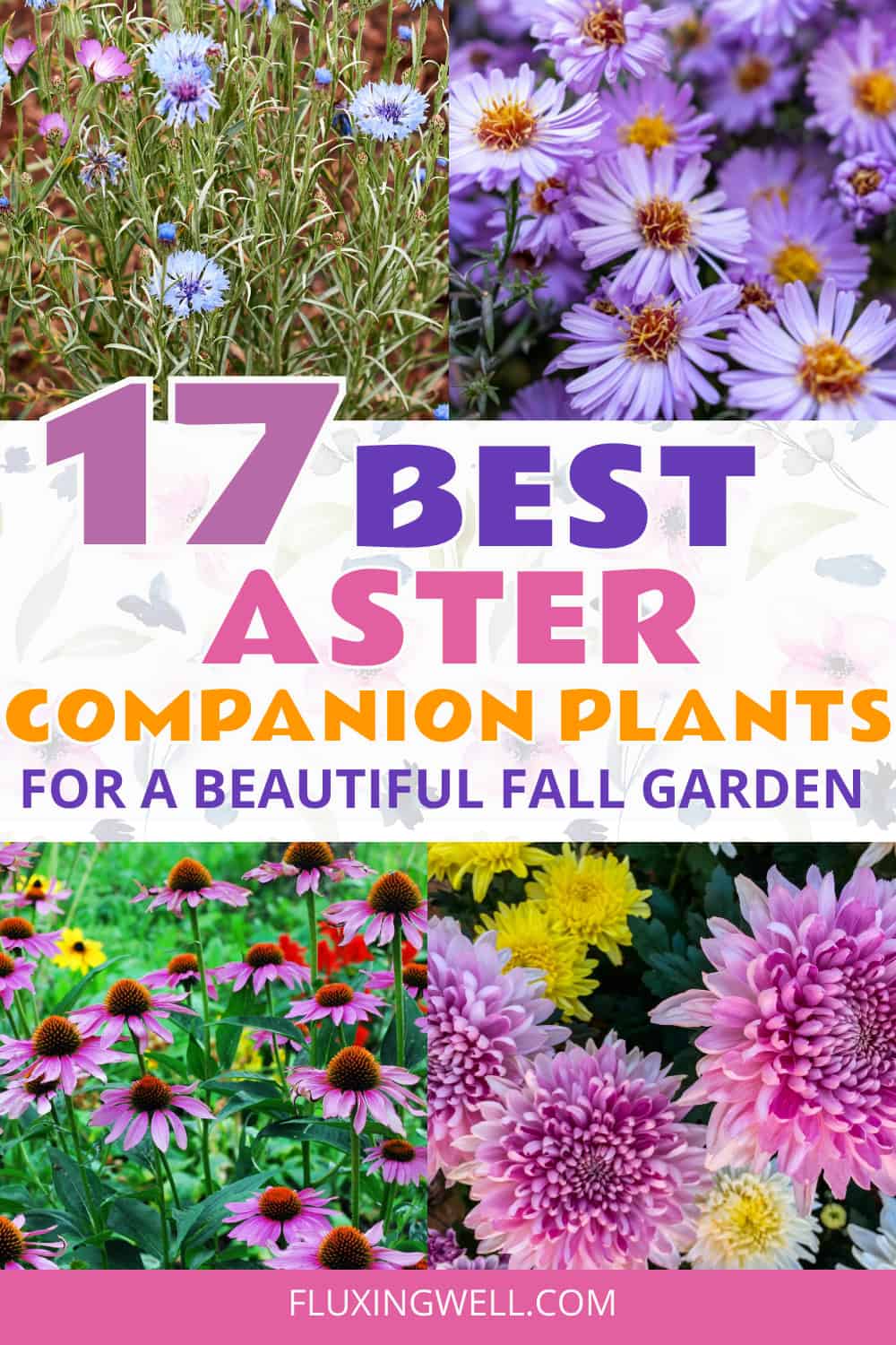 Aster companion plants