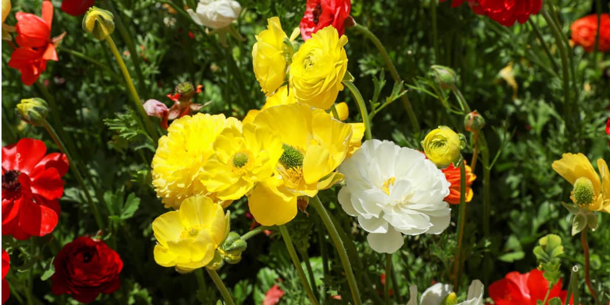 best bulbs to plant in Fall for Zone 8