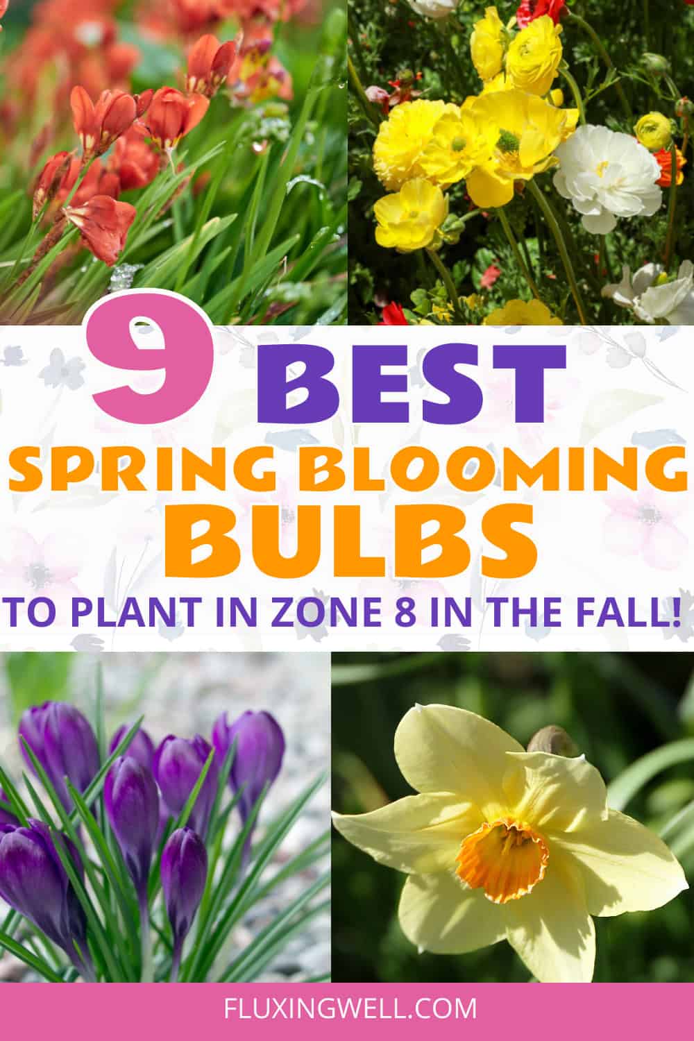 best bulbs to plant in Fall for Zone 8