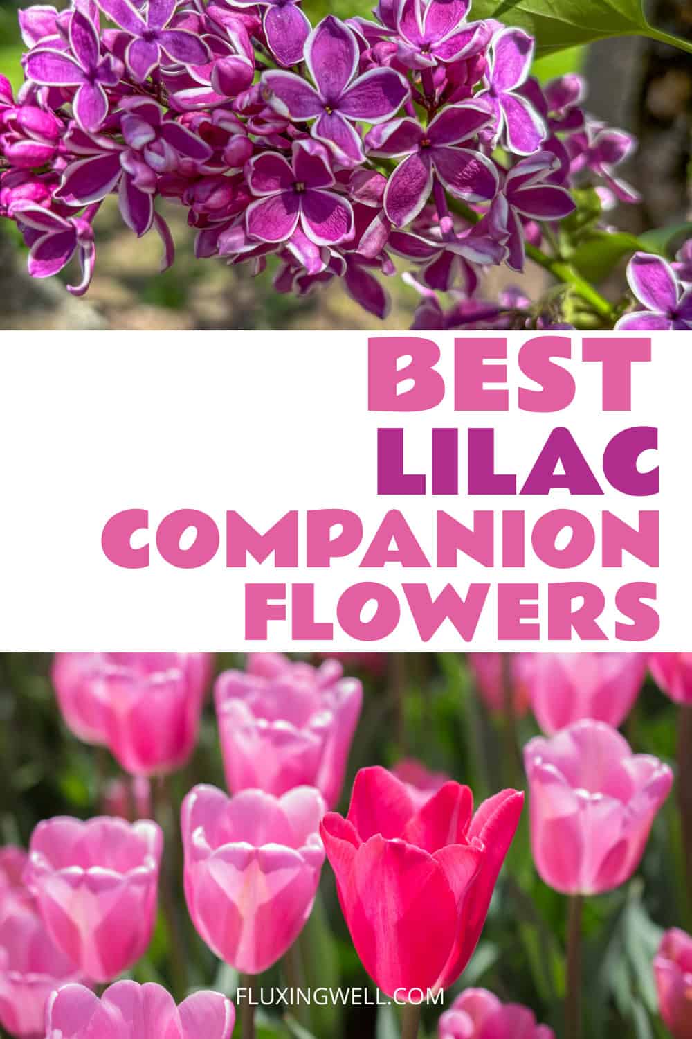 lilac companion plants flowers
