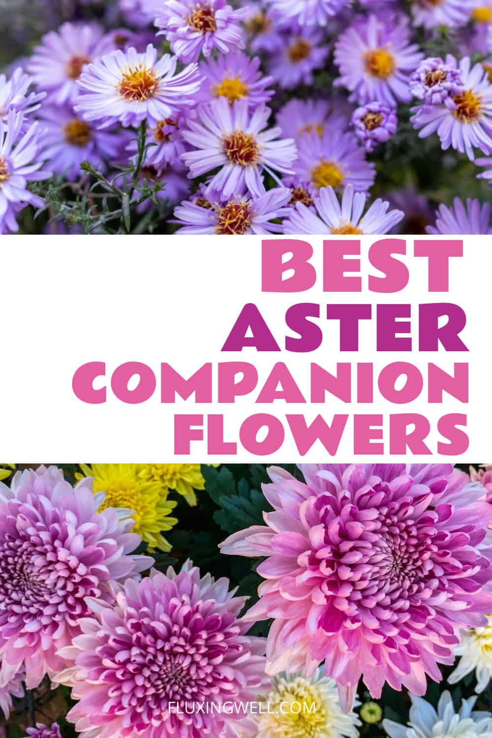 Aster companion plants