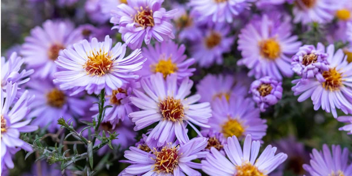 Aster companion plants