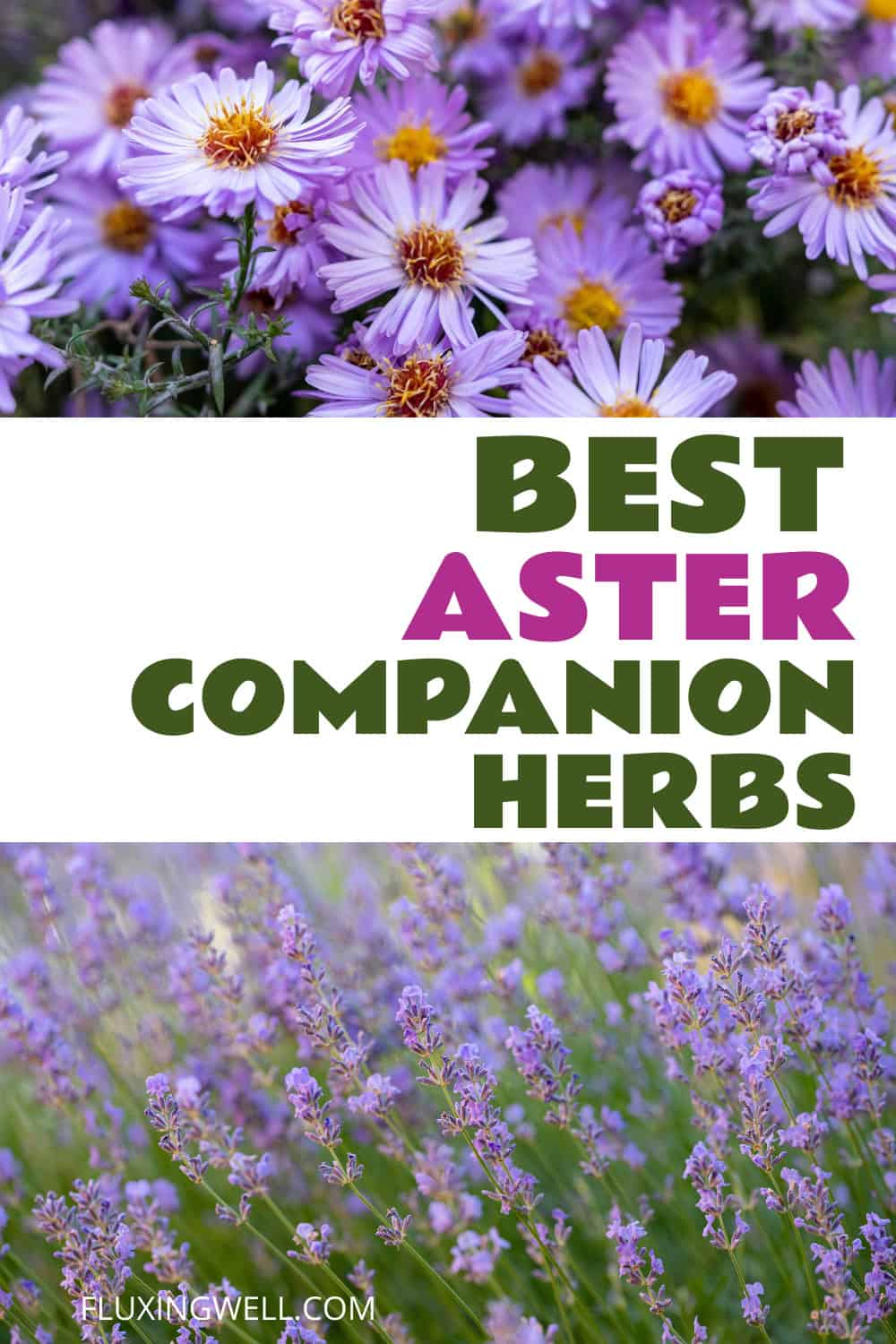 Aster companion plants