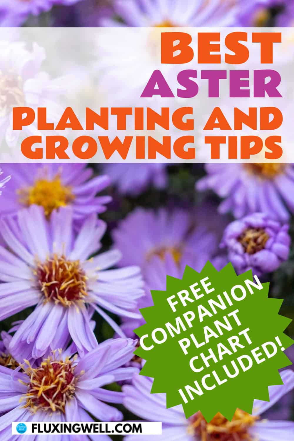 Aster companion plants