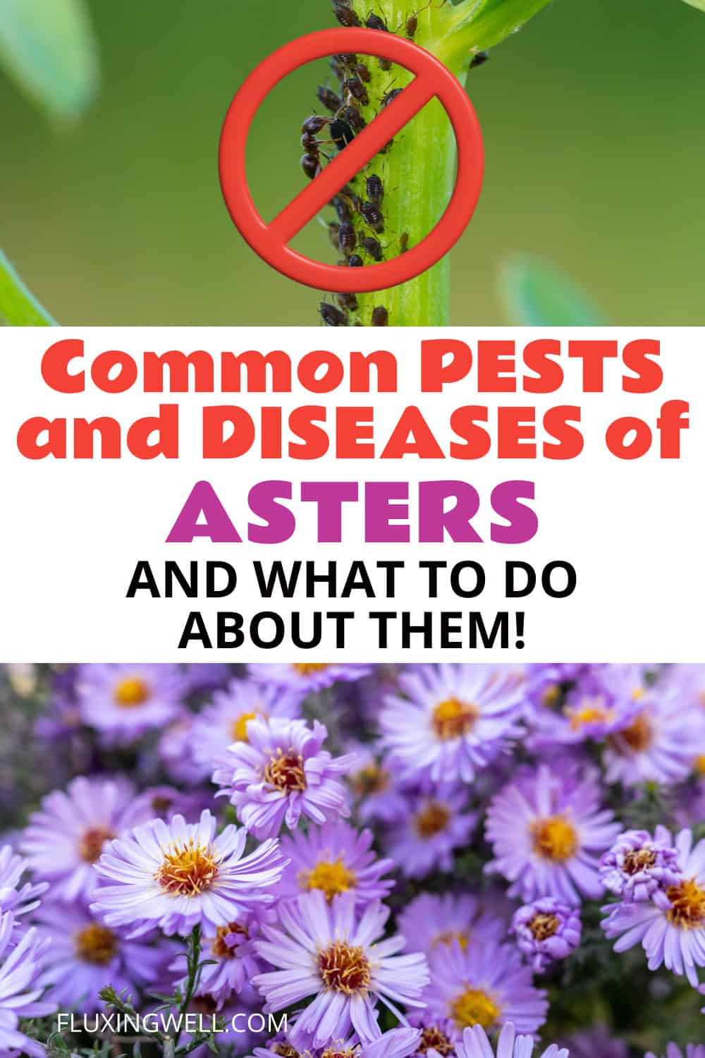 Aster companion plants