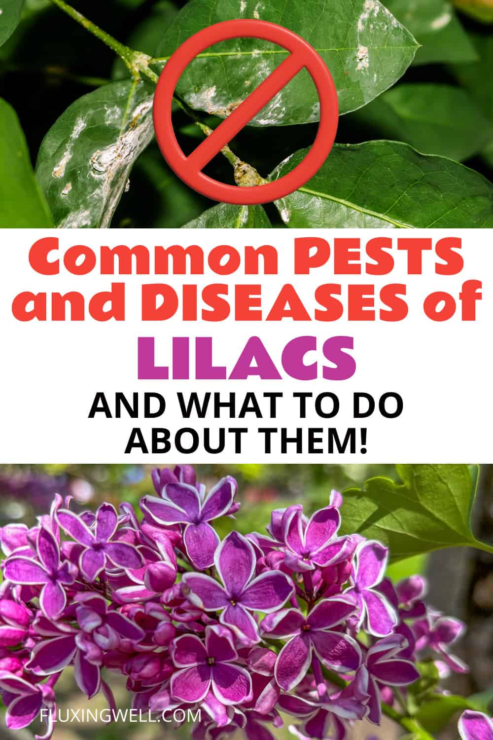 lilac companion plants common pests and diseases of lilacs