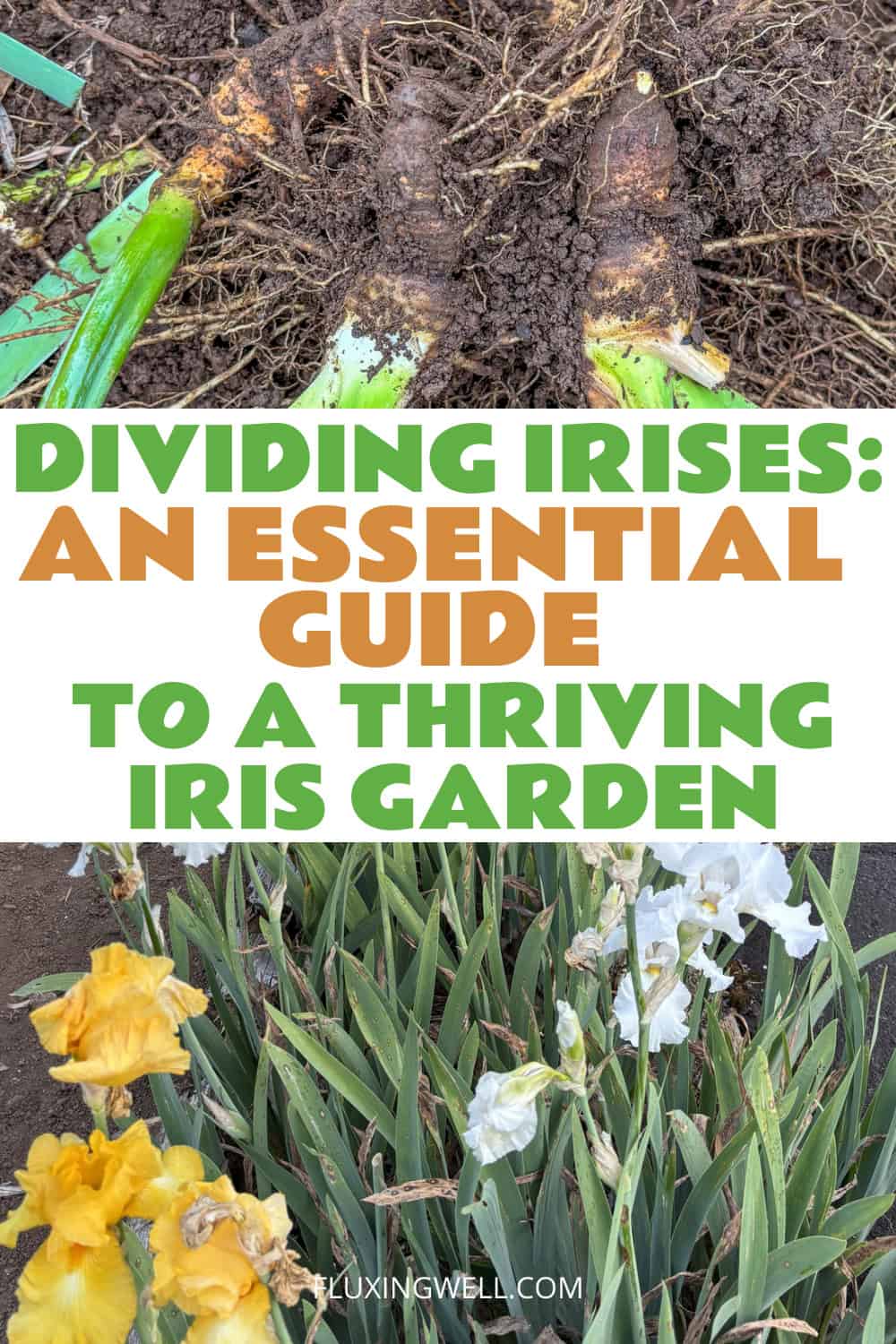 dividing irises