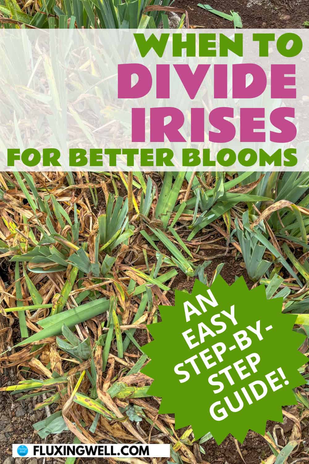 dividing irises