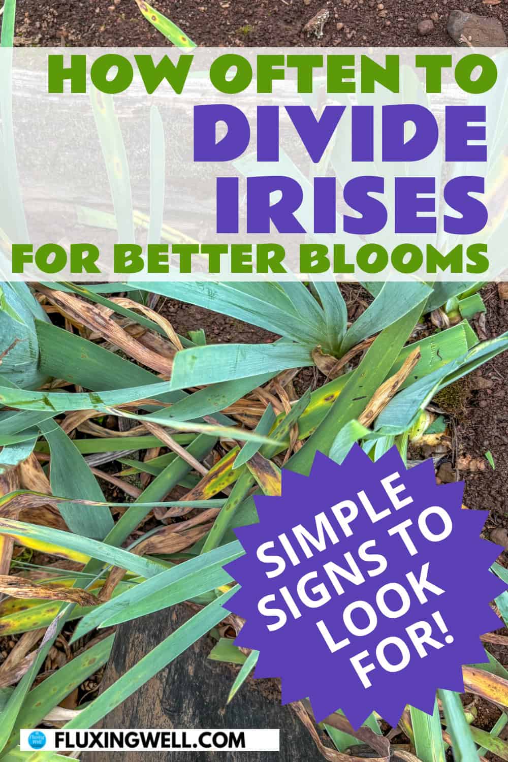 dividing irises