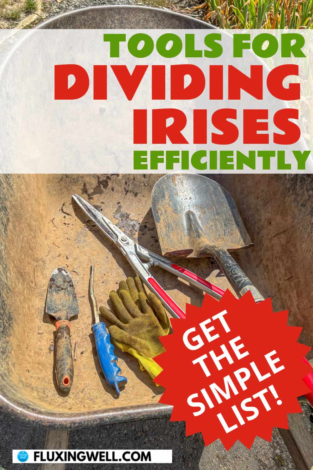 dividing irises