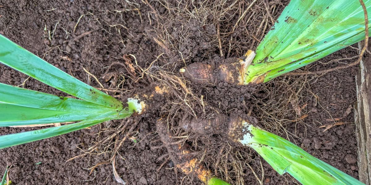 dividing irises