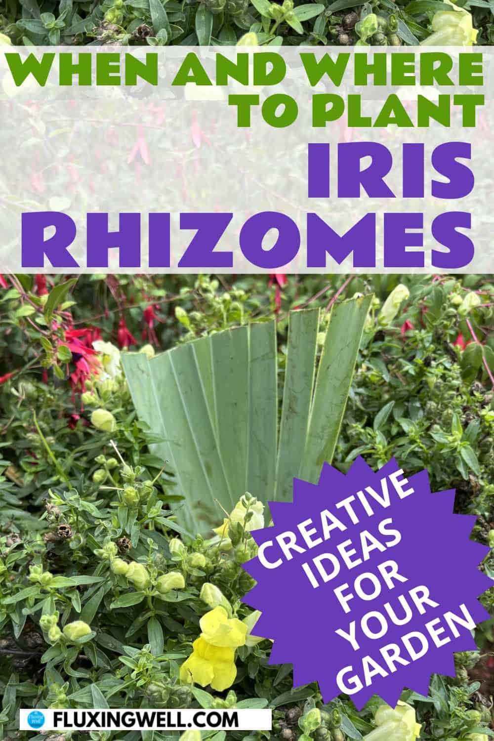 dividing irises
