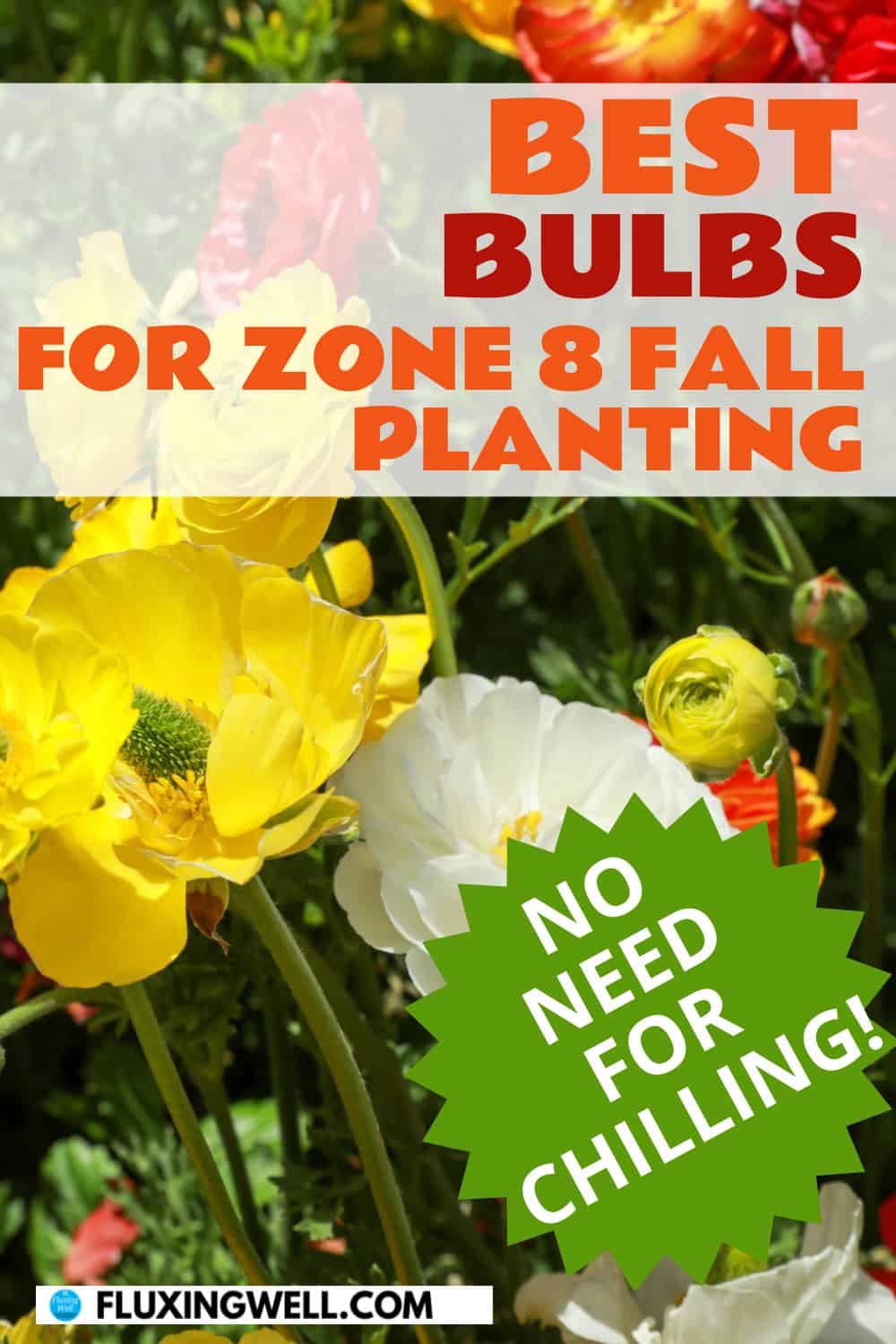 best bulbs to plant in Fall for Zone 8