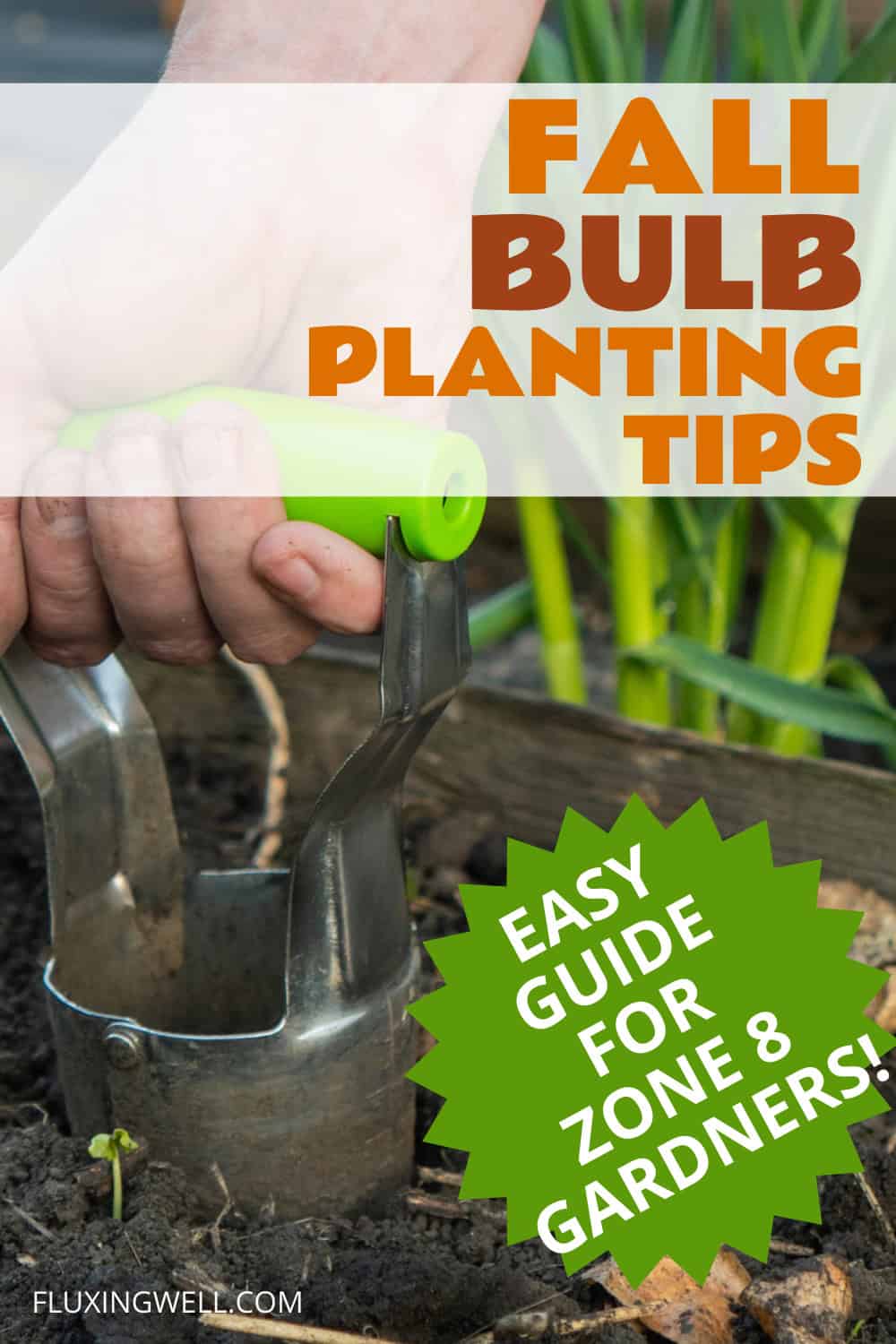 best bulbs to plant in Fall for Zone 8
