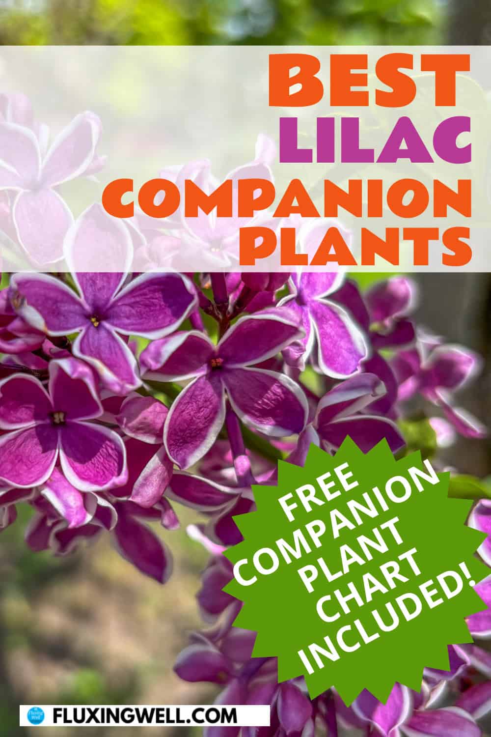 lilac companion plants