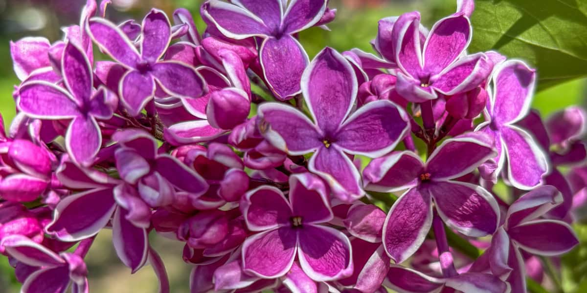 lilac companion plants