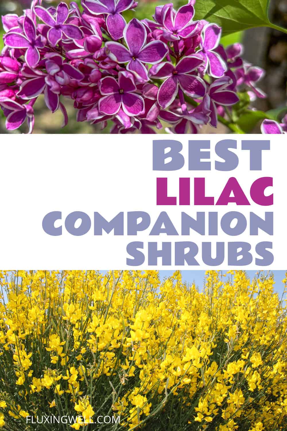 lilac companion plants shrubs