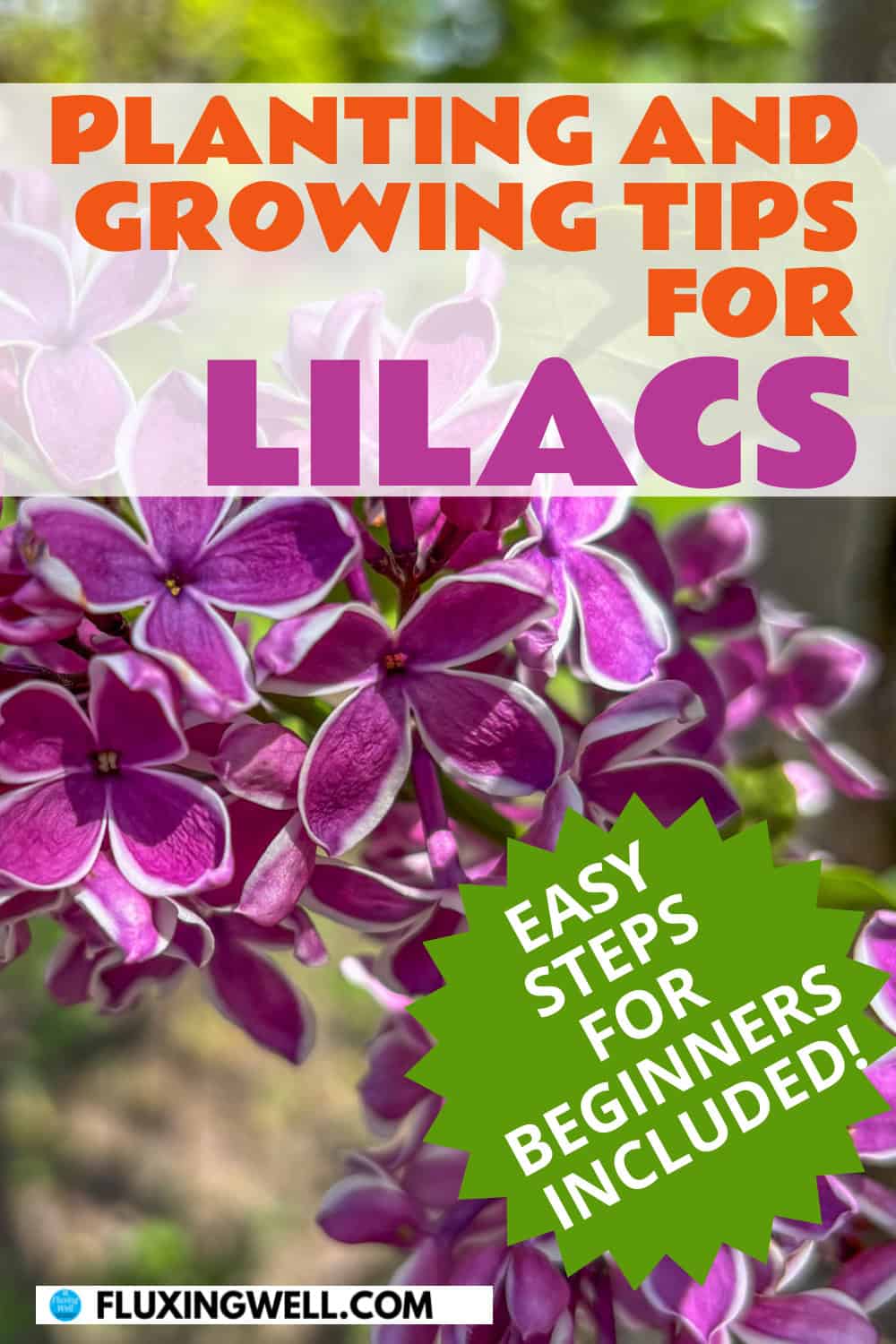 lilac companion plants and growing tips