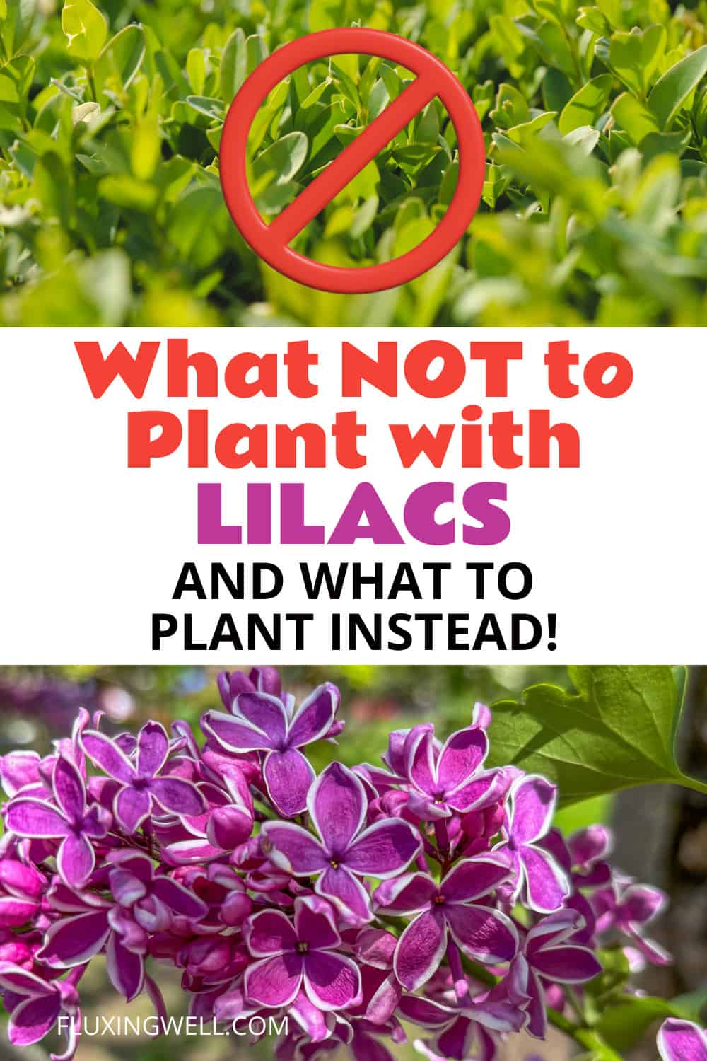 what not to plant with lilacs