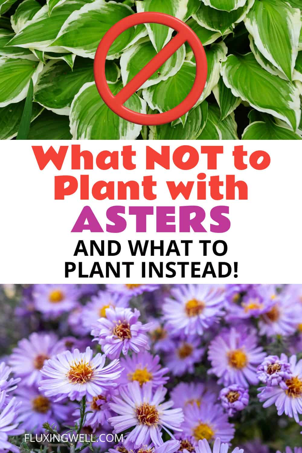 Aster companion plants