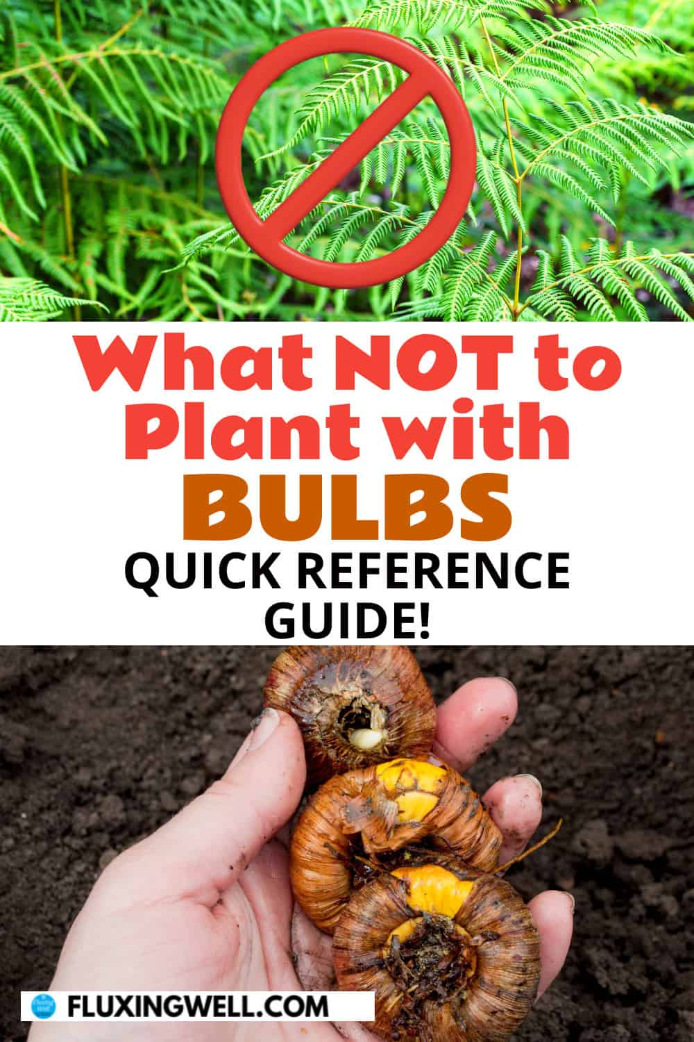 best bulbs to plant in Fall for Zone 8